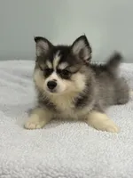 Nova, a female Pomsky for sale in Framingham, MA – 6 of 7