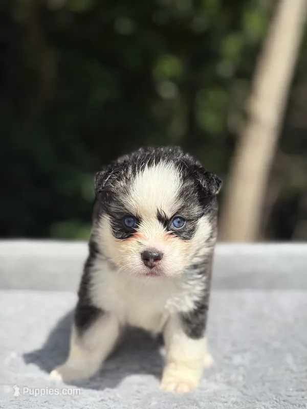 Pixie – Pomsky puppy for sale in Framingham, MA