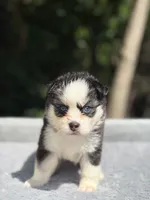 Pixie, a female Pomsky for sale in Framingham, MA – 1 of 7