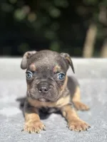 Zeus, a male French Bulldog for sale in Framingham, MA – 2 of 6