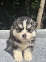 Nova, a female Pomsky for sale in Framingham, MA – 2 of 7