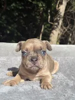 Nutella, a female French Bulldog for sale in Framingham, MA – 2 of 6