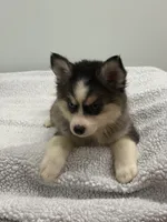Coco, a female Pomsky for sale in Framingham, MA – 4 of 6