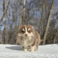 Brownie , a male Pomsky for sale in Framingham, MA – 4 of 4