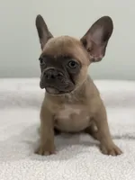 Peaches, a female French Bulldog for sale in Framingham, MA – 6 of 6