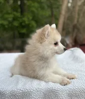 Henry , a male Pomsky for sale in Framingham, MA – 3 of 6