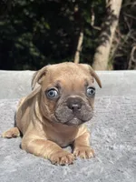 Canelo, a male French Bulldog for sale in Framingham, MA – 3 of 7