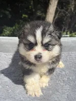 Nova, a female Pomsky for sale in Framingham, MA – 3 of 7