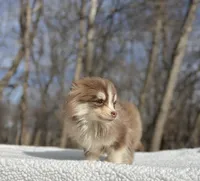Brownie , a male Pomsky for sale in Framingham, MA – 2 of 4
