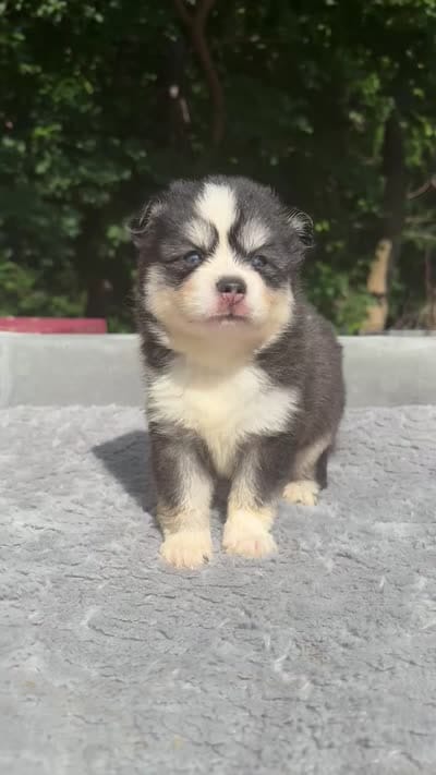 Oreo, a male Pomsky for sale in Framingham, MA – 8 of 8