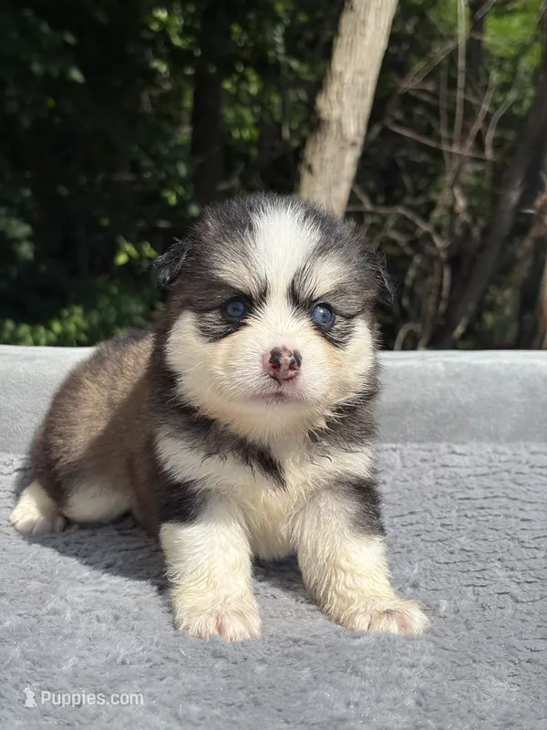 Coco – Pomsky puppy for sale in Framingham, MA