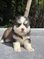Coco, a female Pomsky for sale in Framingham, MA – 1 of 5
