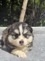 Nova, a female Pomsky for sale in Framingham, MA – 6 of 7
