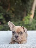 Nutella, a female French Bulldog for sale in Framingham, MA – 5 of 6