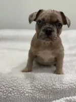 Nutella, a female French Bulldog for sale in Framingham, MA – 2 of 7
