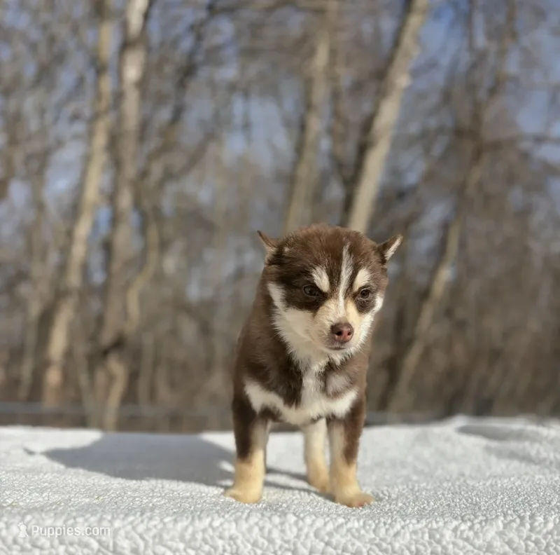 Red – Pomsky puppy for sale in Framingham, MA
