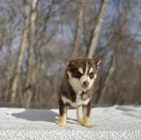 Red, a male Pomsky for sale in Framingham, MA – 1 of 5