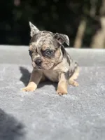 Athena, a female French Bulldog for sale in Framingham, MA – 4 of 5