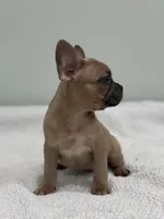 Canelo, a male French Bulldog for sale in Framingham, MA – 7 of 7