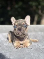 Thor, a male French Bulldog for sale in Framingham, MA – 5 of 9