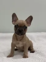 Canelo, a male French Bulldog for sale in Framingham, MA – 6 of 7