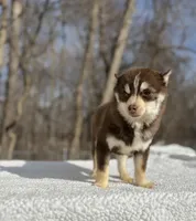 Red, a male Pomsky for sale in Framingham, MA – 5 of 5