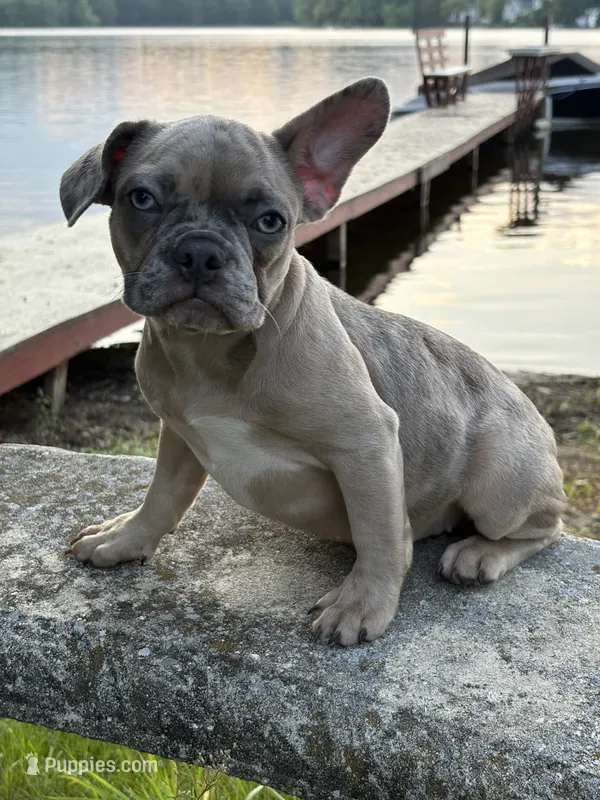 Nutella – French Bulldog puppy for sale in Framingham, MA