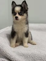 Pixie, a female Pomsky for sale in Framingham, MA – 5 of 6
