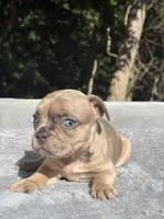 Nutella, a female French Bulldog for sale in Framingham, MA – 4 of 6