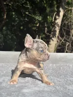 Mimosa, a female French Bulldog for sale in Framingham, MA – 2 of 7