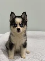 Pixie, a female Pomsky for sale in Framingham, MA – 1 of 6