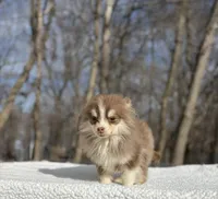 Brownie , a male Pomsky for sale in Framingham, MA – 1 of 4