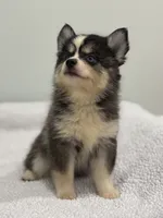 Oreo, a male Pomsky for sale in Framingham, MA – 3 of 10
