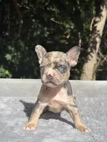 Mimosa, a female French Bulldog for sale in Framingham, MA – 1 of 7
