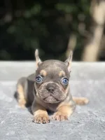 Thor, a male French Bulldog for sale in Framingham, MA – 3 of 9