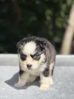 Pixie, a female Pomsky for sale in Framingham, MA – 3 of 7