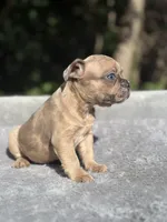 Nutella, a female French Bulldog for sale in Framingham, MA – 5 of 6