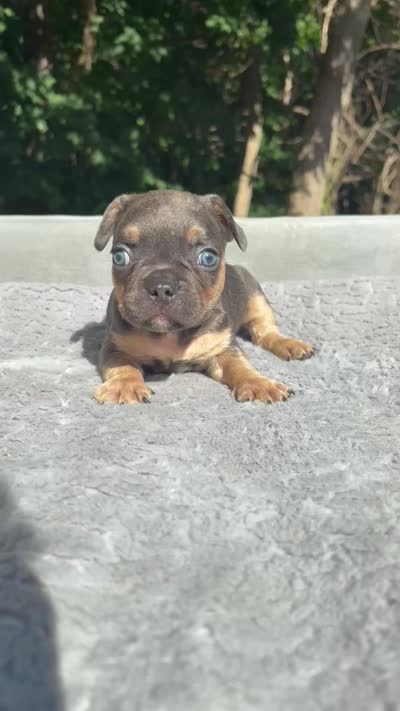 Zeus, a male French Bulldog for sale in Framingham, MA – 6 of 6