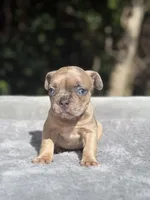 Nutella, a female French Bulldog for sale in Framingham, MA – 3 of 6