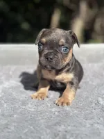 Zeus, a male French Bulldog for sale in Framingham, MA – 1 of 6