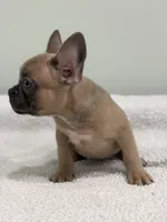 Peaches, a female French Bulldog for sale in Framingham, MA – 4 of 6