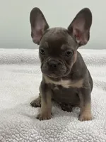 Trinity , a female French Bulldog for sale in Framingham, MA – 4 of 9