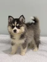 Nova, a female Pomsky for sale in Framingham, MA – 5 of 7