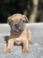 Canelo, a male French Bulldog for sale in Framingham, MA – 2 of 7