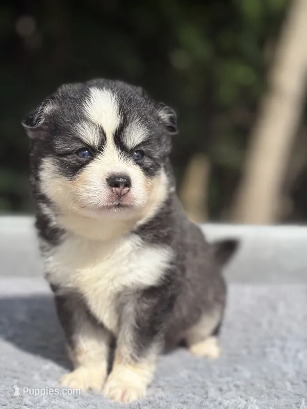 Oreo – Pomsky puppy for sale in Framingham, MA