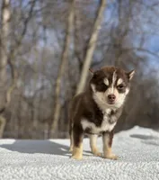 Red, a male Pomsky for sale in Framingham, MA – Photo 2 of 6