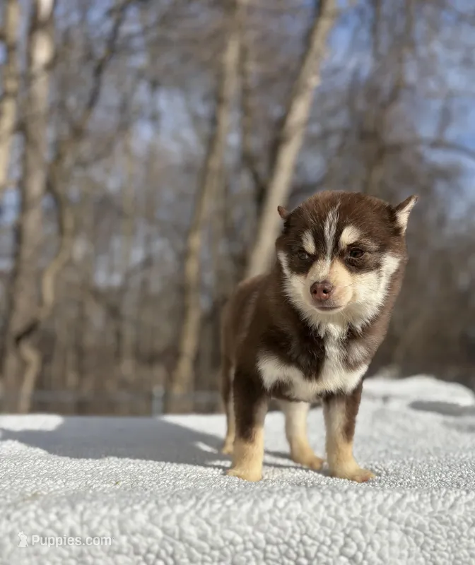 Red – Pomsky puppy for sale in Framingham, MA