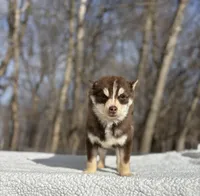 Red, a male Pomsky for sale in Framingham, MA – Photo 3 of 6