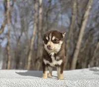 Red, a male Pomsky for sale in Framingham, MA – Photo 4 of 6