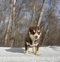 Red, a male Pomsky for sale in Framingham, MA – Photo 5 of 6